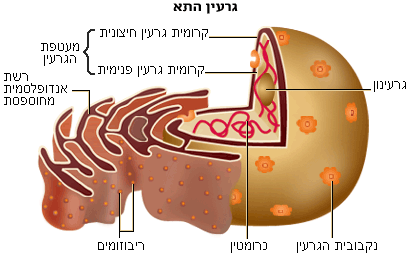 תוצאת תמונה עבור גרעין התא