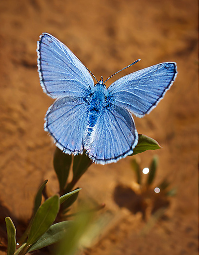 צילום: טטיאנה דרוז