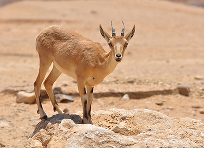 צילום: איזנמן קלמן