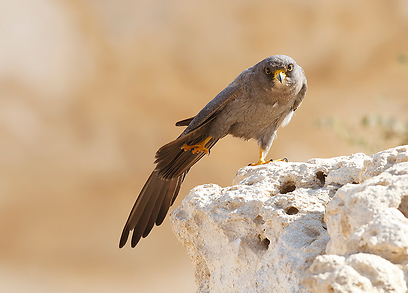 צילום: יואב פרלמן, החברה להגנת הטבע