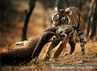 צילום: WWF-Canon