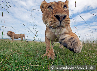 צילום: WWF-Canon