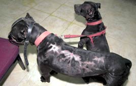 כלב פיטבול אמסטף